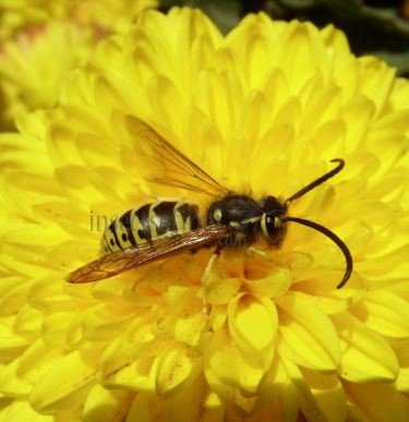 Vespula pensylvanica-6
