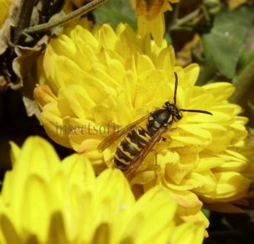 Vespula pensylvanica-6