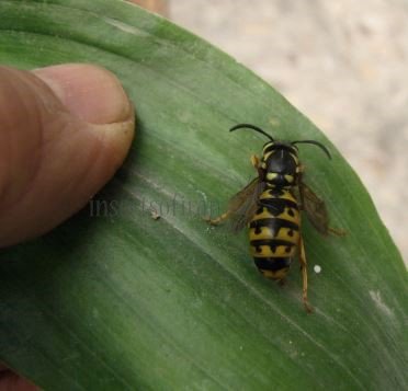 Vespula sp