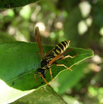 Polistes biglumis -2