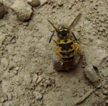 Vespula sp