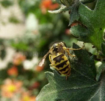 Vespula vulgaris-2