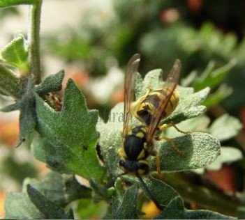 Vespula vulgaris-3