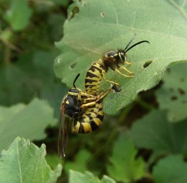 Vespula vulgaris-4