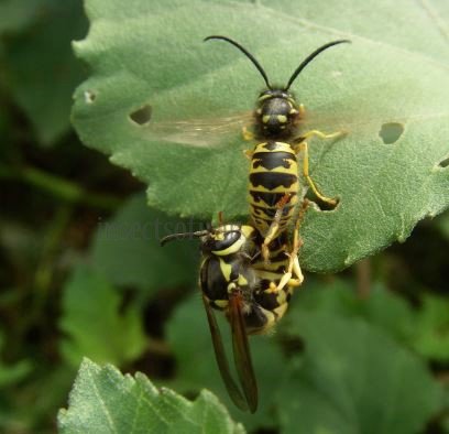 Vespula vulgaris-5