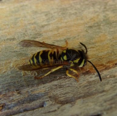 Vespula vulgaris-6