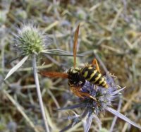 Polistes dominula -8