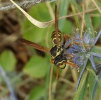 Polistes dominula -9