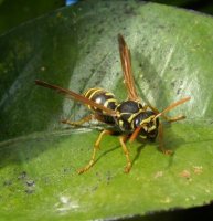 Polistes dominulus-1
