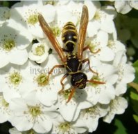 Polistes dominulus-3