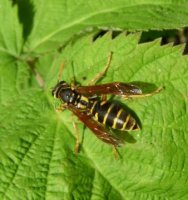 Polistes dominulus-5