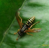 Polistes dominulus-6