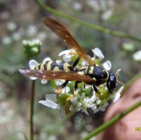 Polistes gallicus -10