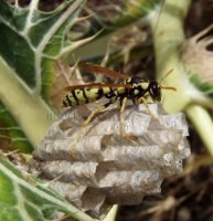 Polistes gallicus -13