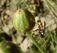 Polistes gallicus -15