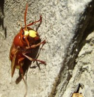Vespa orientalis -4