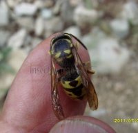 Vespula germanica -2