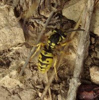Vespula germanica-8