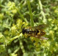 Vespula germanica-9