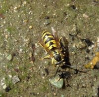 Vespula germanica-11