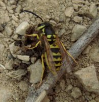 Vespula pensylvanica -1