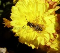 Vespula pensylvanica-5