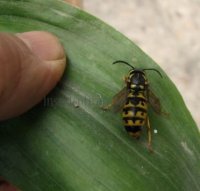 Vespula sp