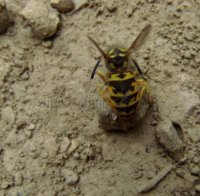 Vespula sp