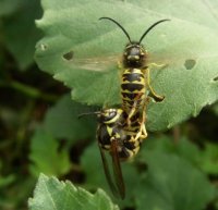 Vespula vulgaris-5