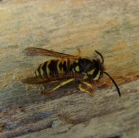 Vespula vulgaris-6