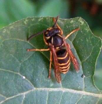 Dolichovespula media