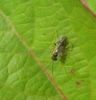 wasich-6074.jpg
