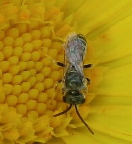 Haltctidae