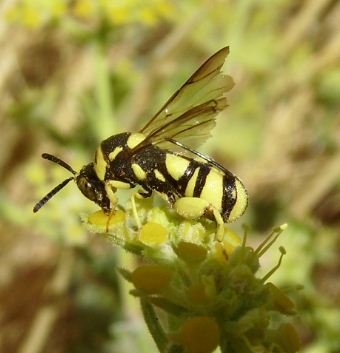 Leucospidae