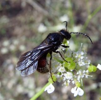Mutillidae