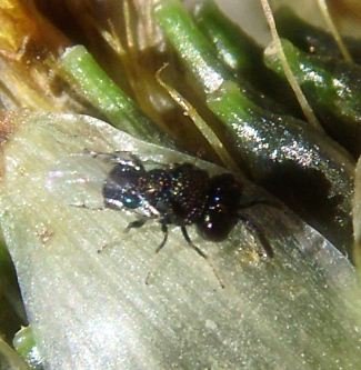 Perilampidae