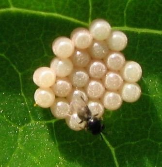 Platygastridae