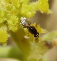 Aphelinidae