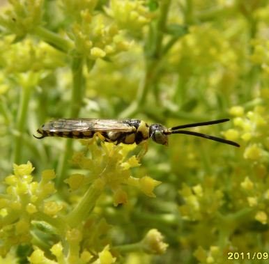 Tiphiidae