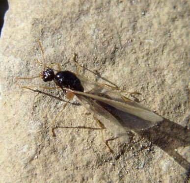 Bethylidae