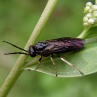 Tenthredinidae