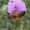 Apidae